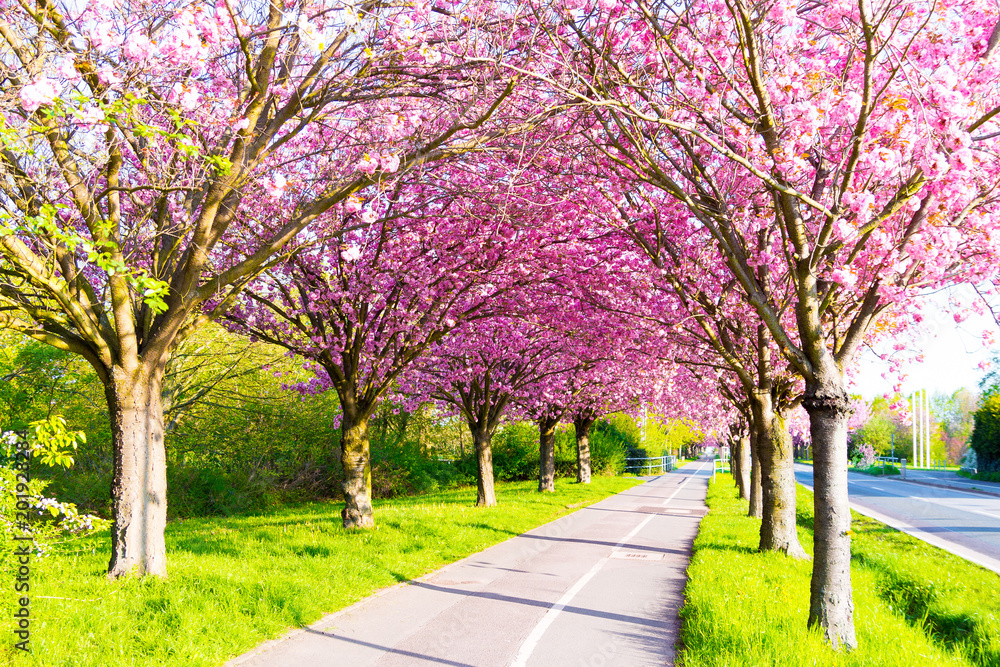 Kirschblüte - Sakura mit Radweg Kirschblüte - Sakura mit Radweg