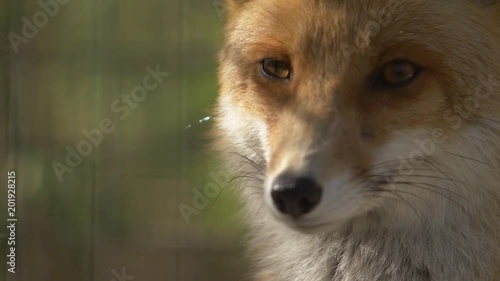 head of a red fluffy fox photo