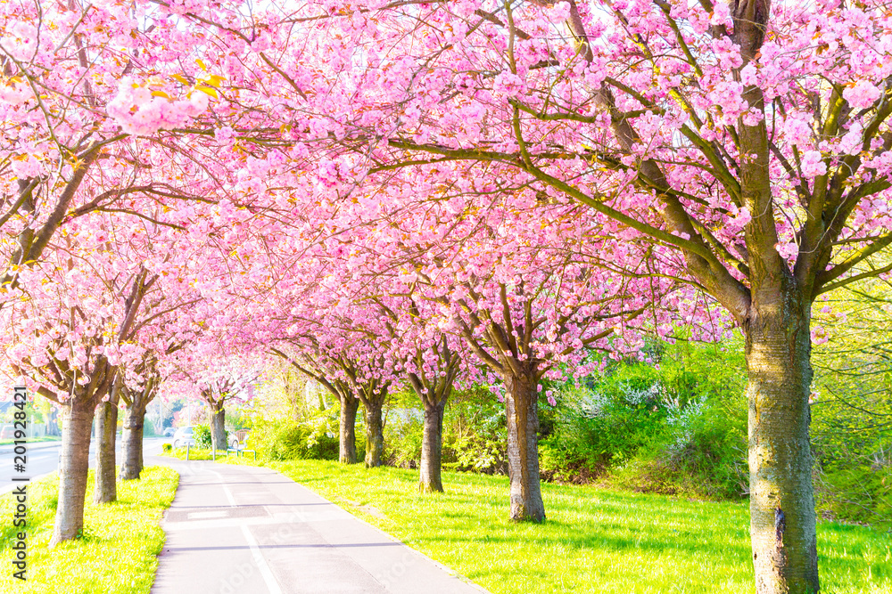 Naklejka premium Kirschblüte - Sakura mit Radweg