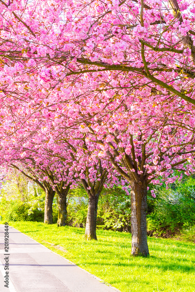 Kirschblüte - Sakura Kirschblüte - Sakura