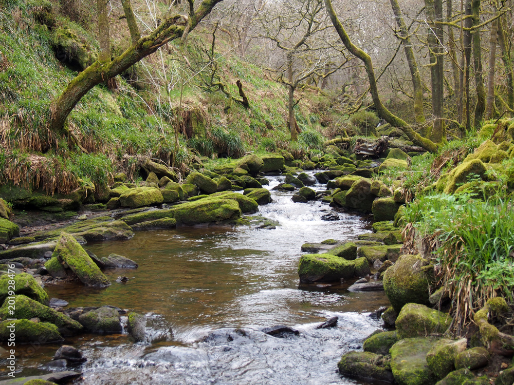 a beautiful hillside stream running though moss covered rocks and boulders with trees in spring trees an early spring forest landscape in the colden valley in west yorkshire england