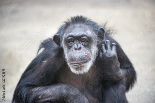 首をかしげるチンパンジー © masahiro