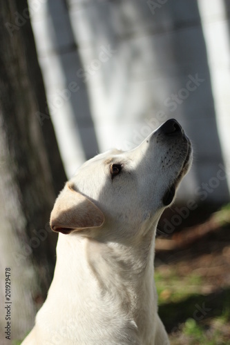 Profile of a Labrador Retriever Dog Out in the Yard / Looking Up  © LifeGemz