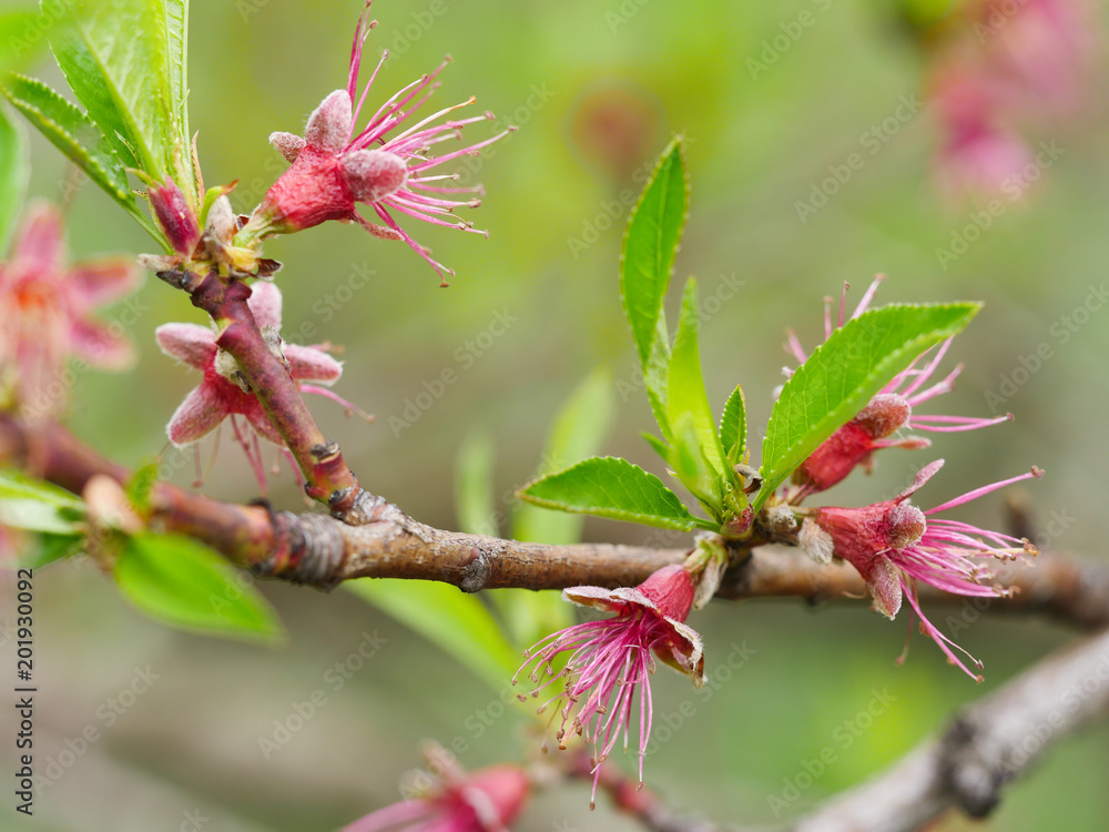 peach bud read to make fruits peach bud read to make fruits