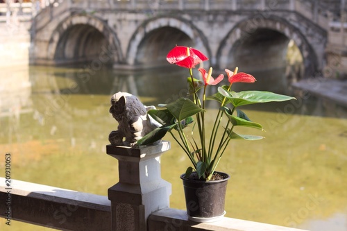 Anthurium plant with red flowers on the bridge of Yuantong Temple (Kunming, Yunnan, China)