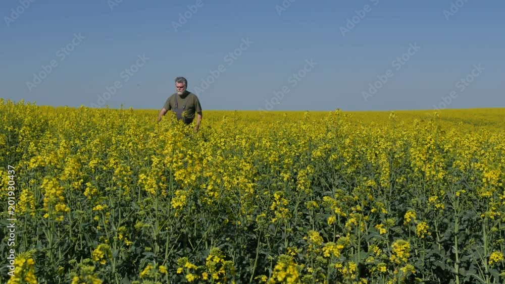 Agronomist or farmer walking and examining blossoming canola field, rapeseed plant in spring Agronomist or farmer walking and examining blossoming canola field, rapeseed plant in spring