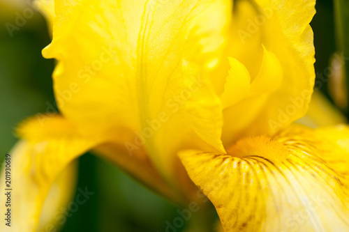 Fototapeta Naklejka Na Ścianę i Meble -  Yellow iris flower