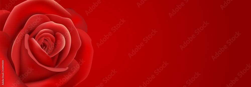 red rose background red rose background