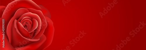red rose background