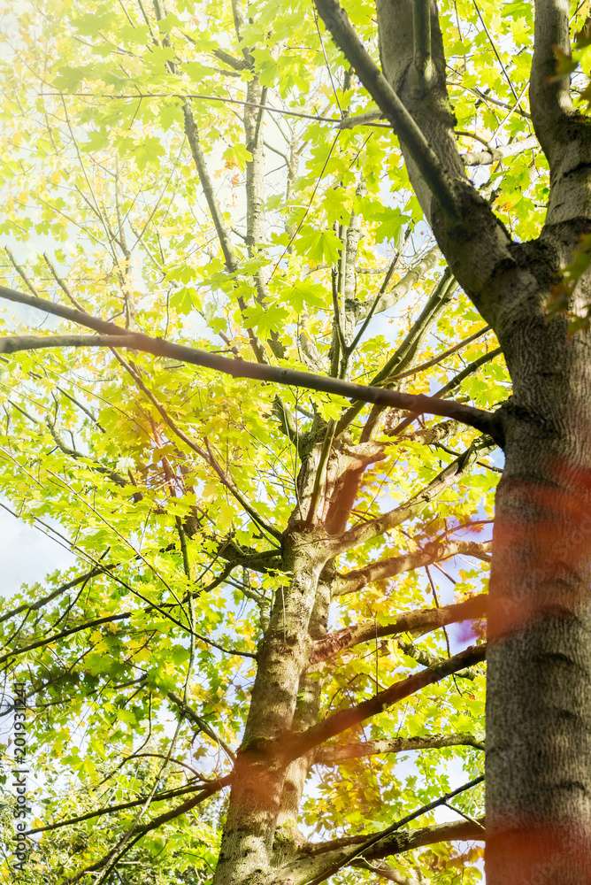 Fototapeta premium Colourful autumn trees with beautiful leaves