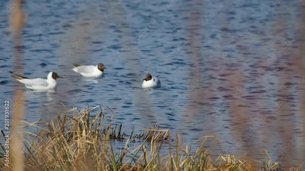Wild seagulls on the water. Survey of the life of the birds on the big zoom. Wild seagulls on the water. Survey of the life of the birds on the big zoom.