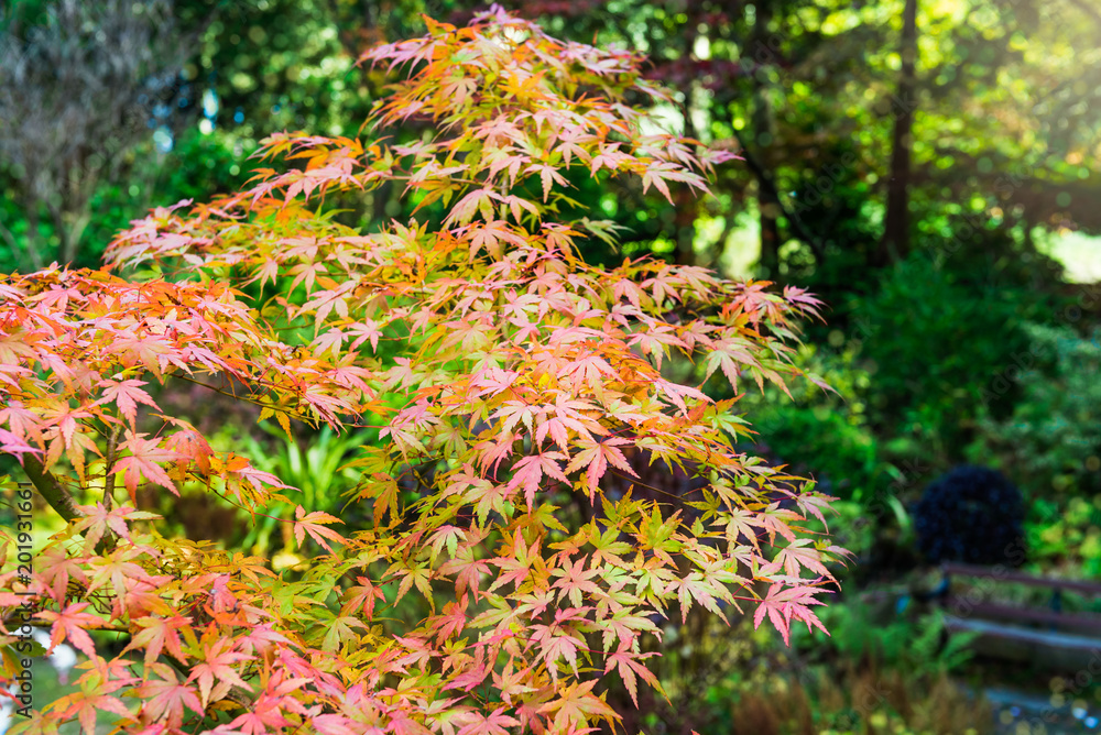 Colourful autumn trees with beautiful leaves Colourful autumn trees with beautiful leaves