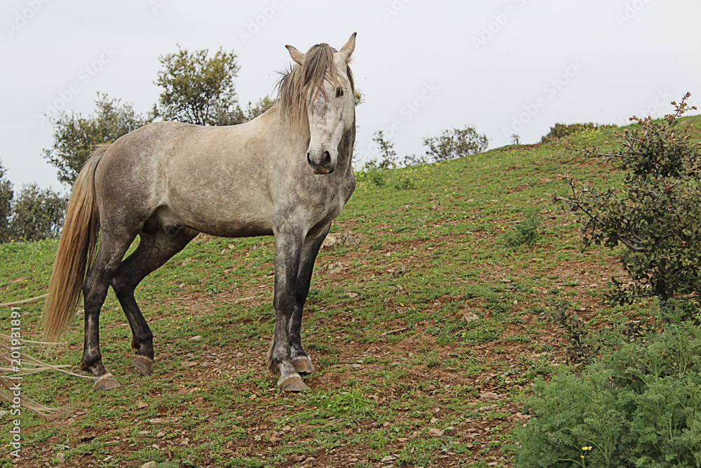 caballo