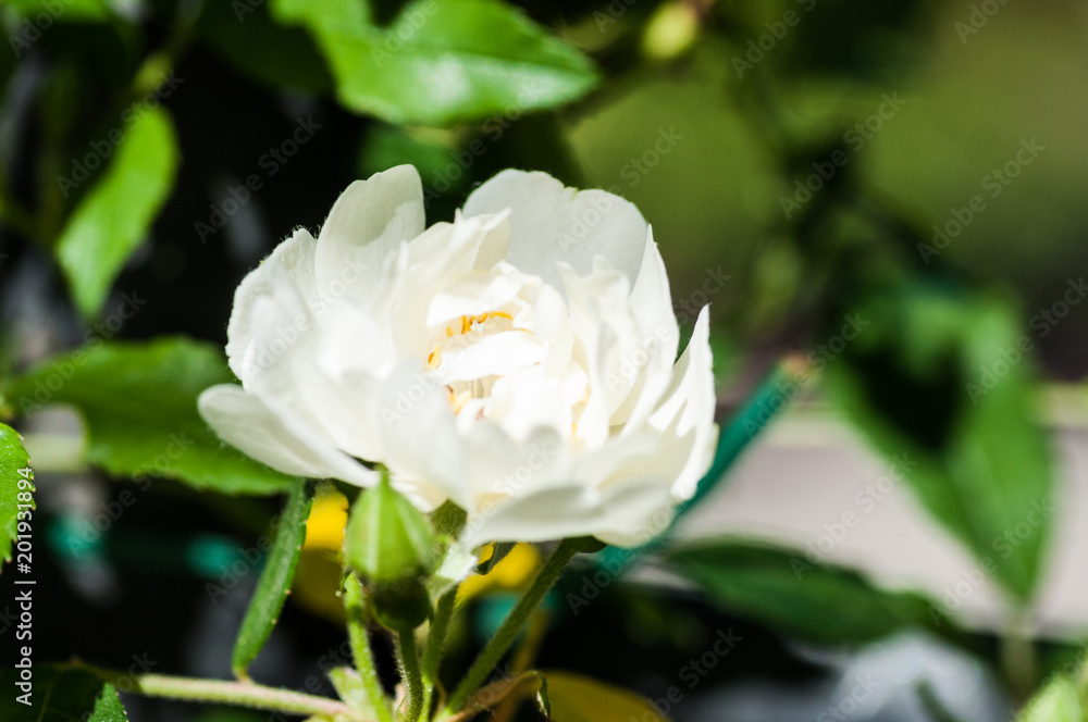 Fiore rosa nel giardino