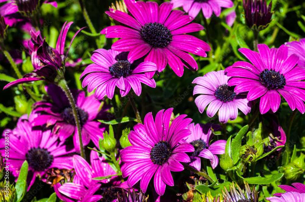 Fiore astro rosa viola simile margherita Fiore astro rosa viola simile margherita