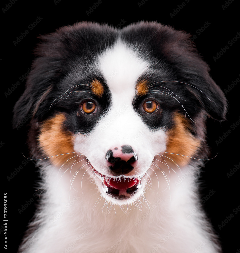 Australian Shepherd purebred puppy, 3 months old looking at camera - close-up portrait. Black Tri color Aussie dog, isolated on black background.