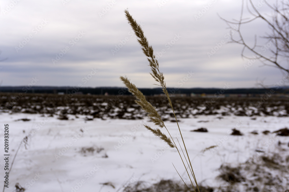 early spring blurry plowed field, covered by the melting snow, in the foreground - spikelets of dry grass in focus