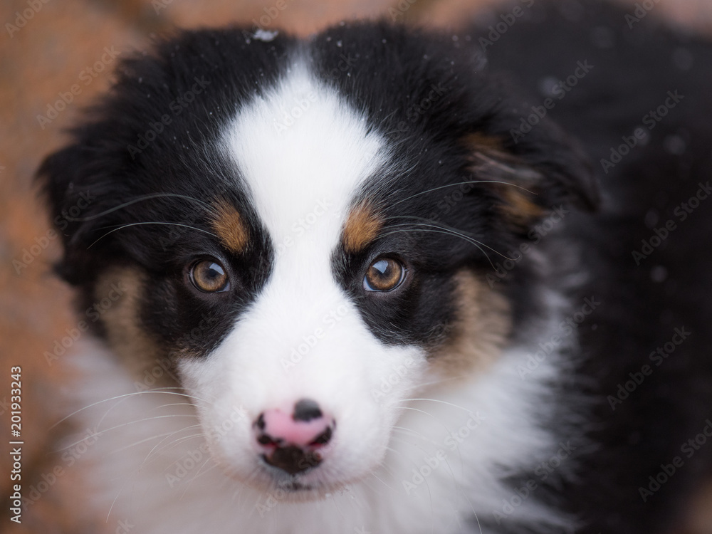 Close-up portrait of happy dog - beautiful Australian shepherd puppy looking away, outside in cold winter snow.
