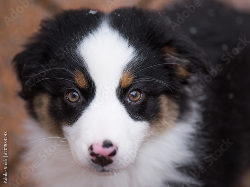 Close-up portrait of happy dog - beautiful Australian shepherd puppy looking away, outside in cold winter snow.