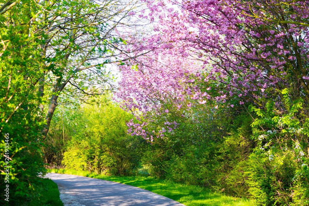 Obraz premium Radweg oder Wanderweg in einem Park zur Kirschblüte - Sakura
