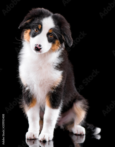 Beautiful happy Australian shepherd puppy 3 months old. Cute dog is sitting frontal and looking at camera, isolated on black background © DenisNata