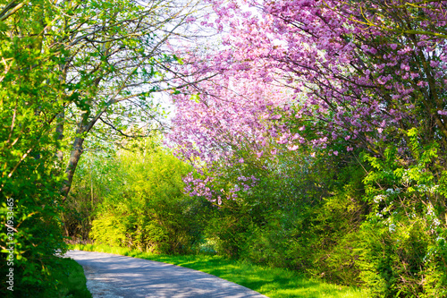 Radweg oder Wanderweg in einem Park zur Kirschblüte - Sakura