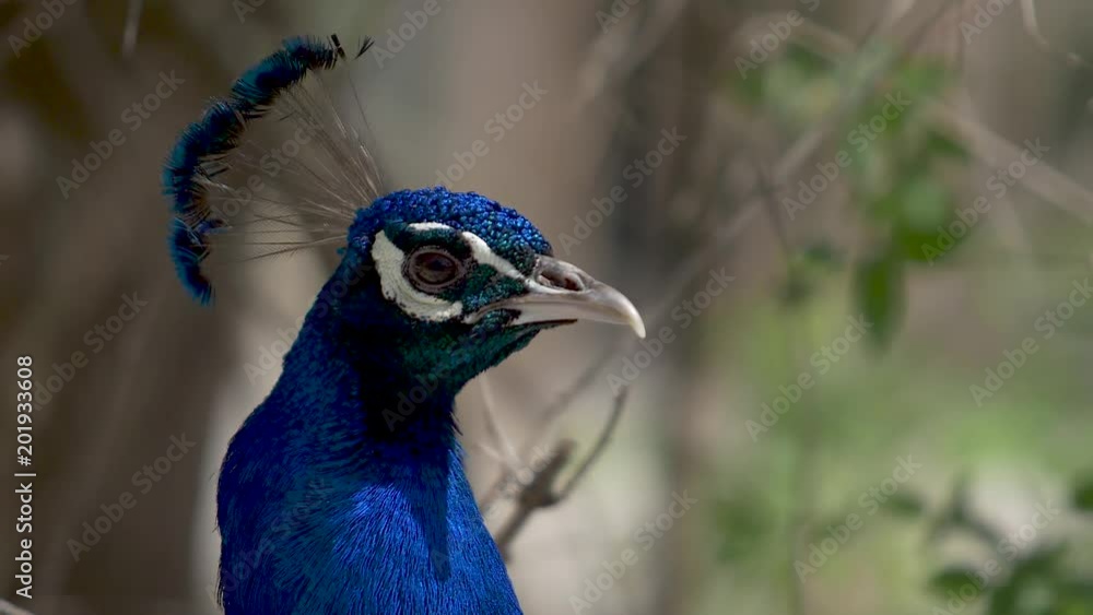fairy blue peacock twirls his head fairy blue peacock twirls his head