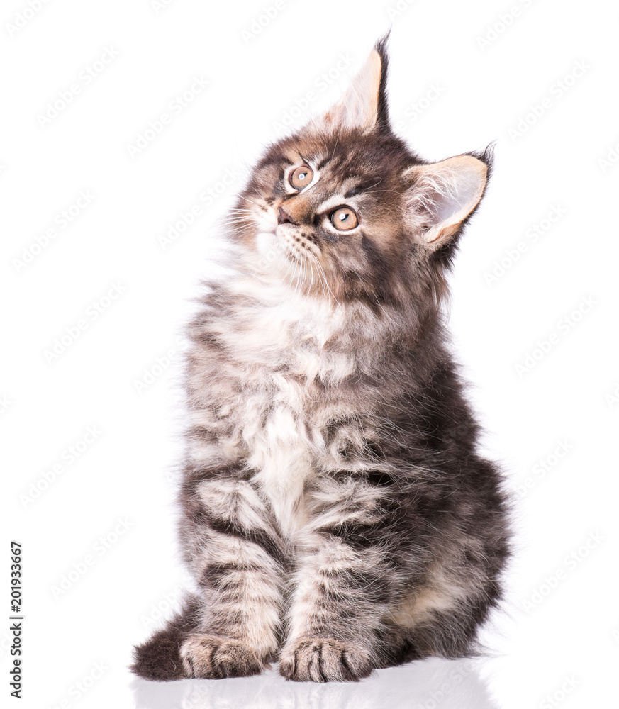 Obraz premium Maine Coon kitten 2 months old. Cat isolated on white background. Portrait of beautiful domestic black tabby kitty.