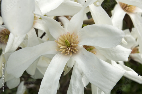 Close up of the star magnolia. Also called the Magnolia (Buergeria) stellata