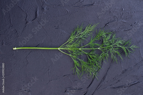 Branch of dill on black background. Twig of fresh organic dill on dark slate background. Why to eat green dill.