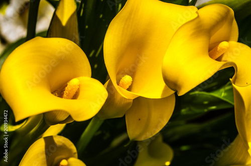 fiori gialli tipo giglio
