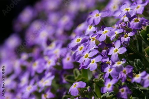 Purple Aubrieta flowers
