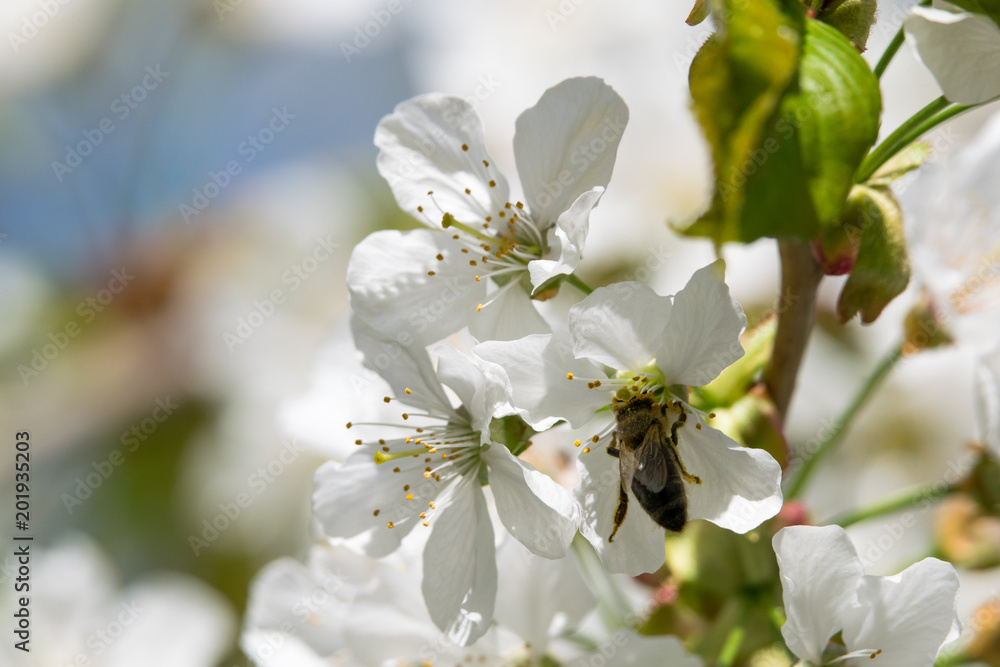 bee and cherry blossoms bee and cherry blossoms