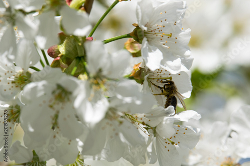 bee and cherry blossoms