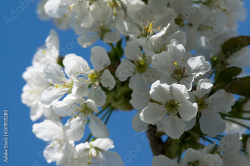 Cherry blossoms