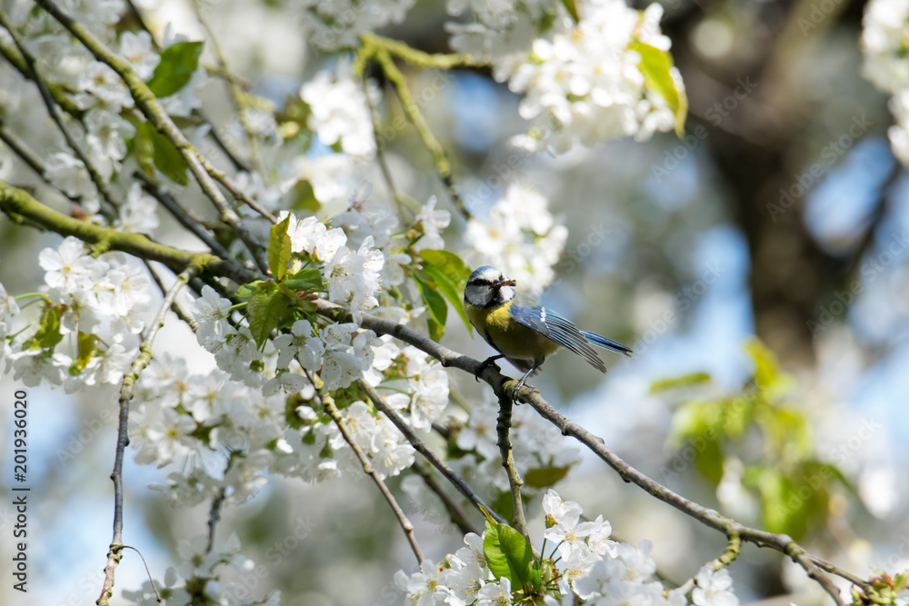 Blue tit on hunting Blue tit on hunting