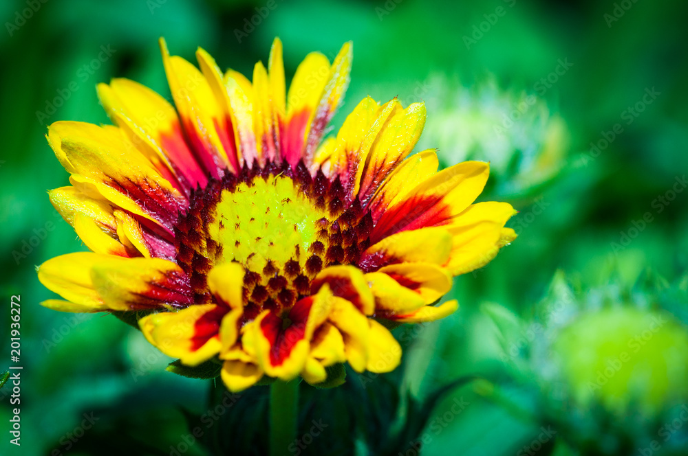 fiore giallo e rosso fiore giallo e rosso