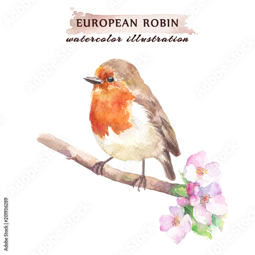 Fotografie Robin redbreast bird on the cherry blossom branch