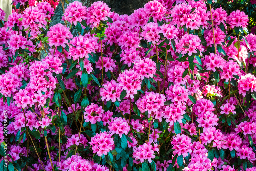 Fototapeta premium Fiori rosa viola