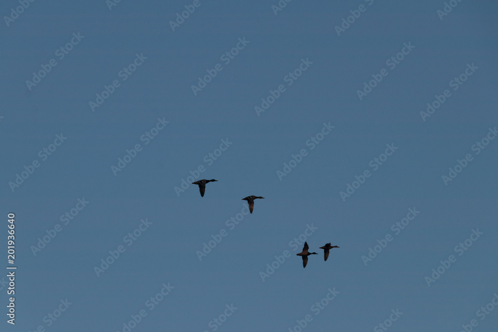 wild birds flying at sunny day at the river side in the winter time wild birds flying at sunny day at the river side in the winter time
