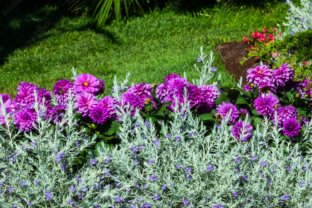 Obraz premium Fiori rosa viola