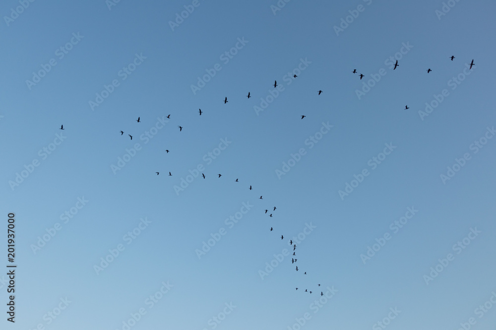 the key of wild geese flying in formation against a blue, sunny sky
