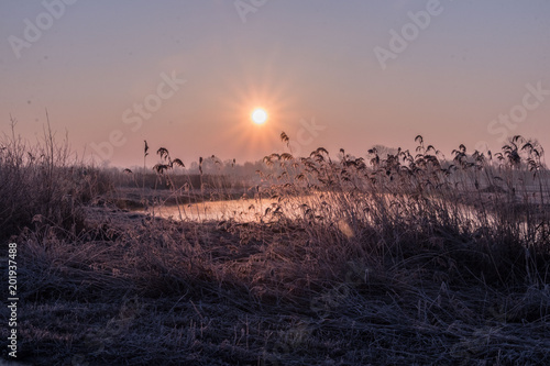 sunrise on the background of a winding wild river, its backwaters and backlit with reed promises, early spring © Magdalena