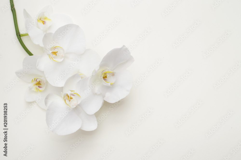 romantic branch of white orchid