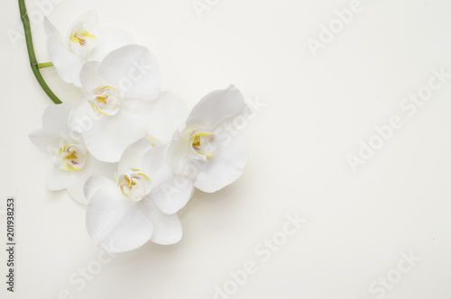 Fototapeta Naklejka Na Ścianę i Meble -  romantic branch of white orchid