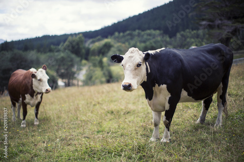 Curious Cows