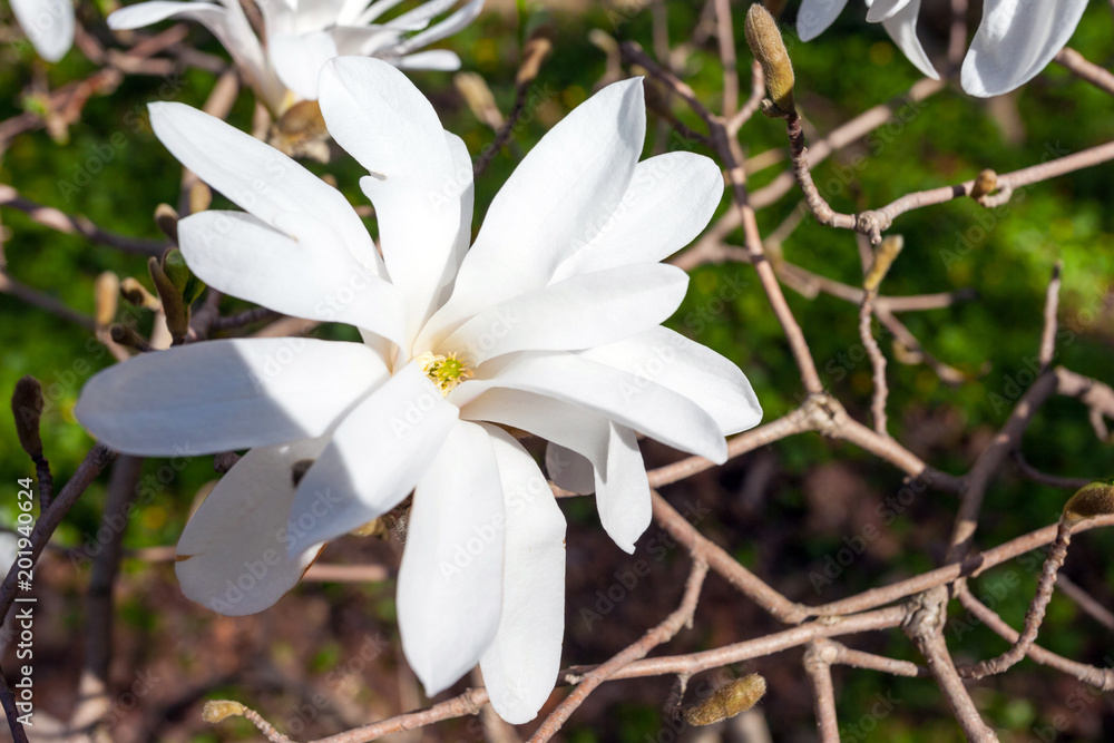 Obraz premium large white magnolia flower