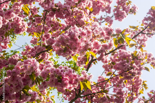 a Couple of pink cherry blossoms in front of light blue sky