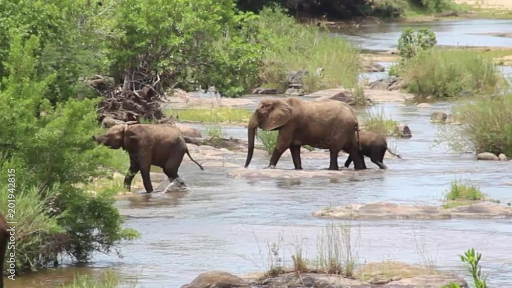 Elephants fight and play by the Sabie river Elephants fight and play by the Sabie river