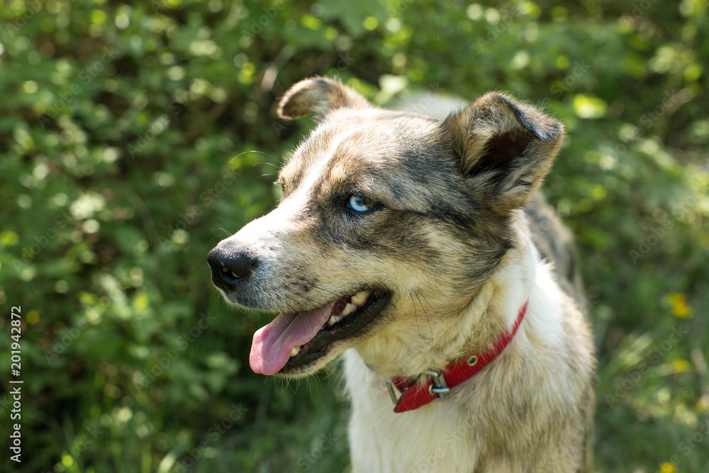 German hunting watchdog drahthaar, beautiful dog portrait in summer	